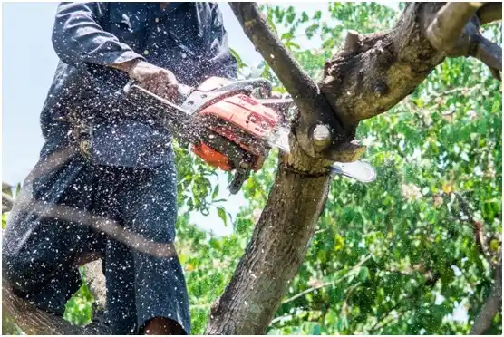 tree services Ansted